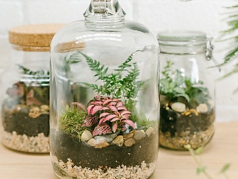 Demijohn terrarium